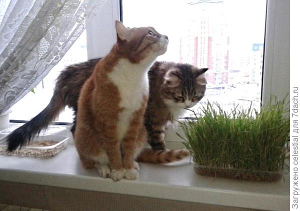 Покушать витамины