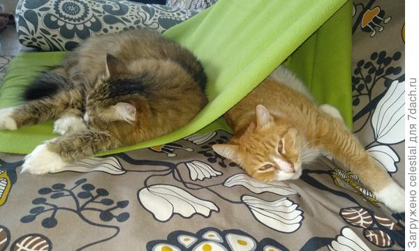 Отдохнуть в котопалатке