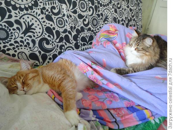 Сладкий котосон и рядом котонянька  !