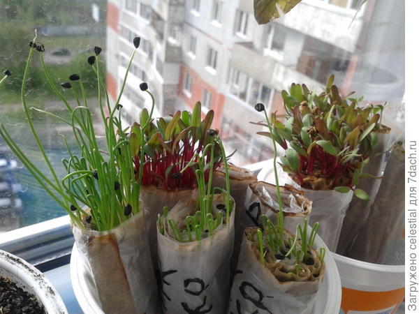 Рассада готова к высадке.