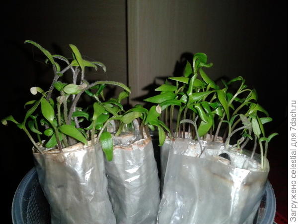 Рассада томатов.