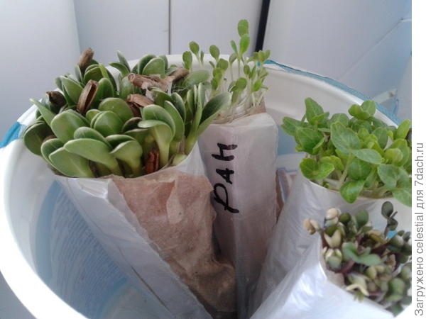 Шпинат и другая зелень в рассаде .