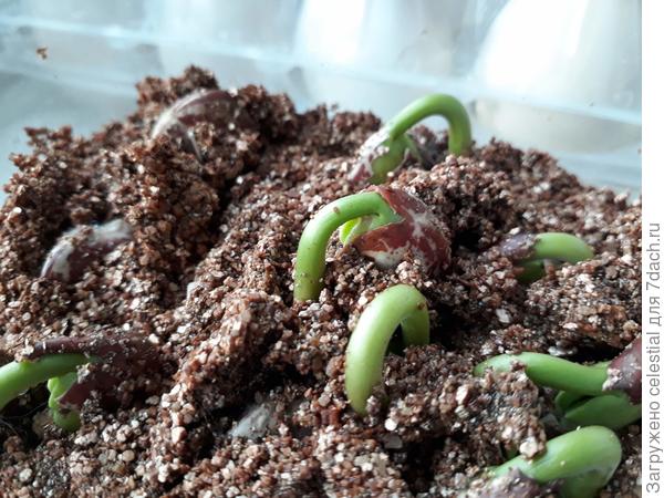 Лима всходит в вермикулите