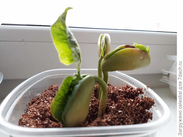 Фасоль ЛИМСКАЯ РОЖДЕСТВЕНСКАЯ (CHRISTMAS LIMA)