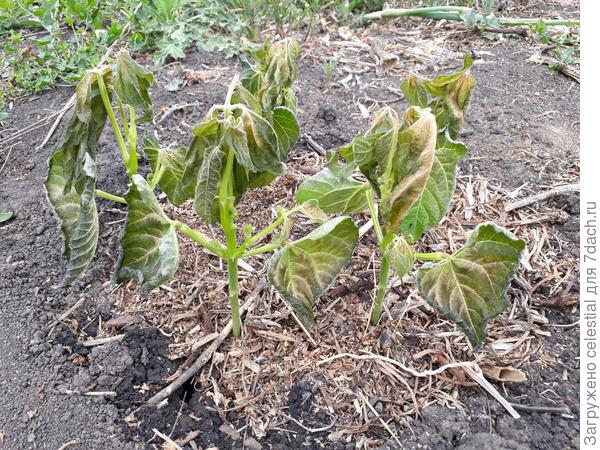 Фасоль после заморозка