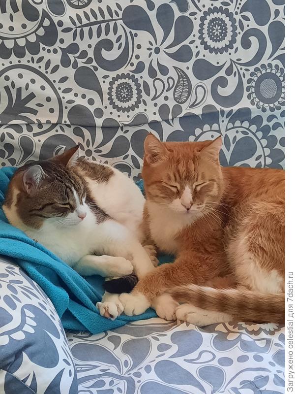 Буся любит отдыхать с Ричи