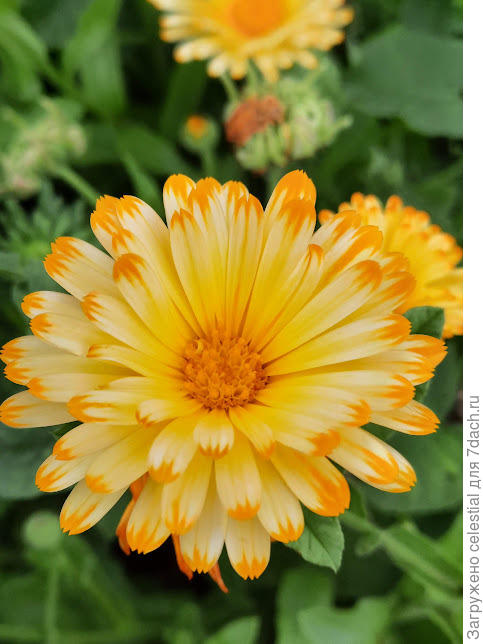 Календула