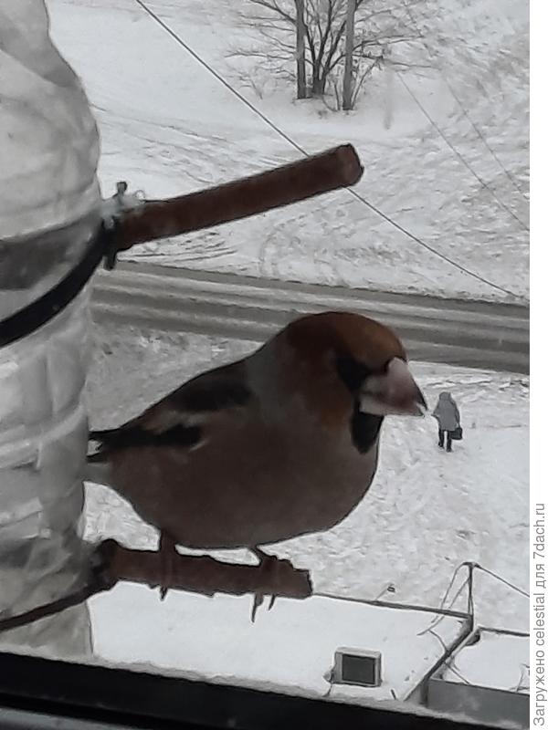 Дубонос обыкновенный