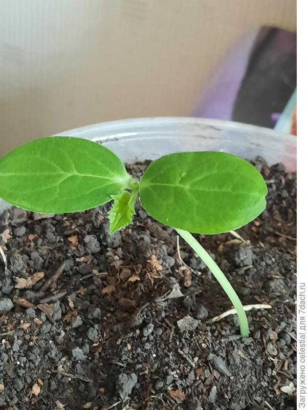 30 января, огурчик сорта маринда F1