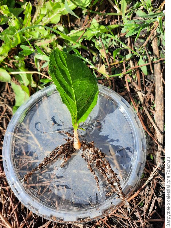 Листочек гортензии укоренился и наростил хорошие корешки.