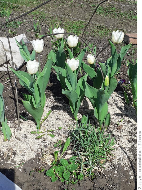 Красота ,но не та !