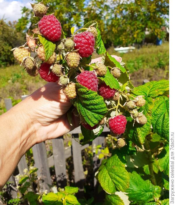 Крупная,сладкая ягода