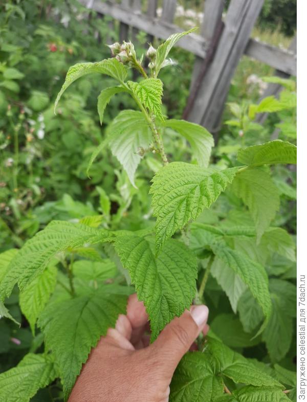 Побег без обрезки