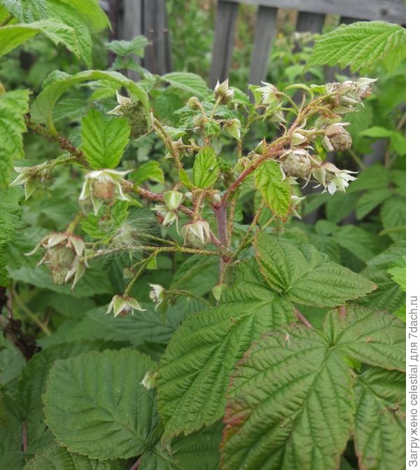 Побег после обрезки