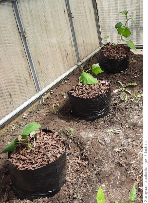 Первые огурцы в пакетах без дна