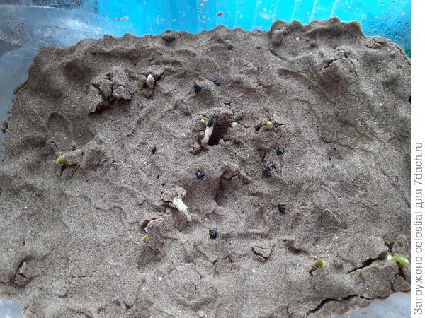 Первые росточки лилейников