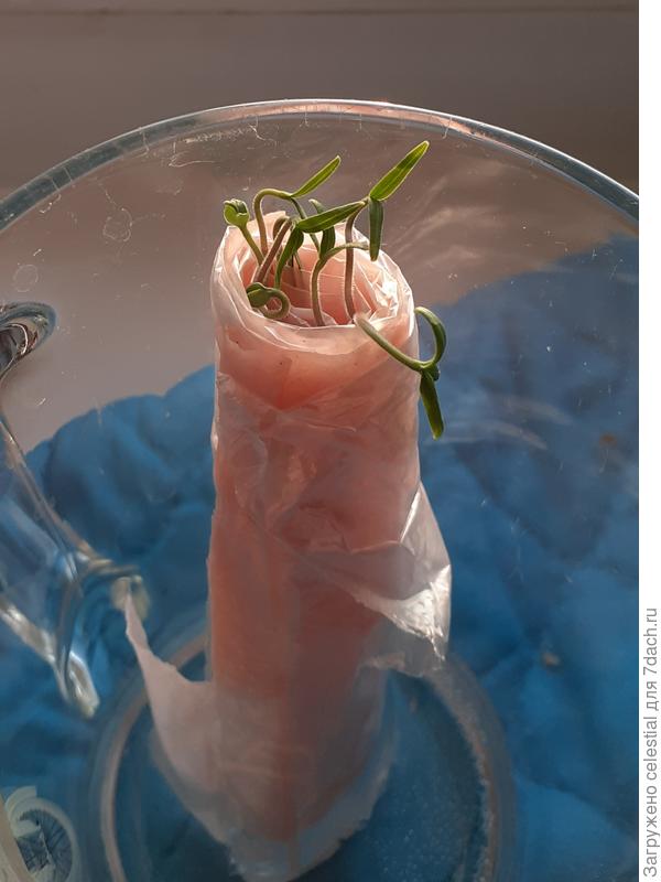 Всходы томатов