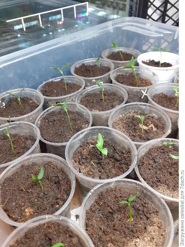 Сладкие перцы