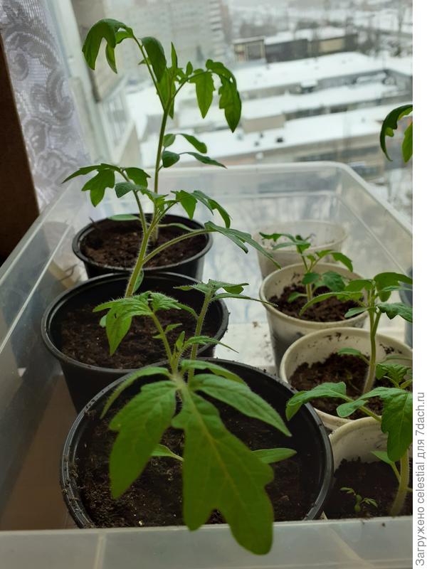 Первые томатики