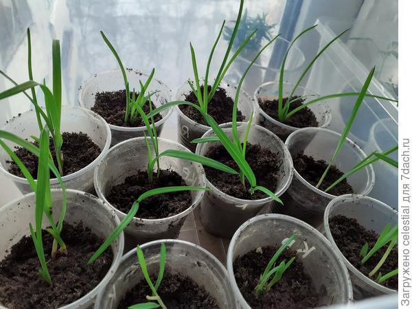 Лилейники из семян