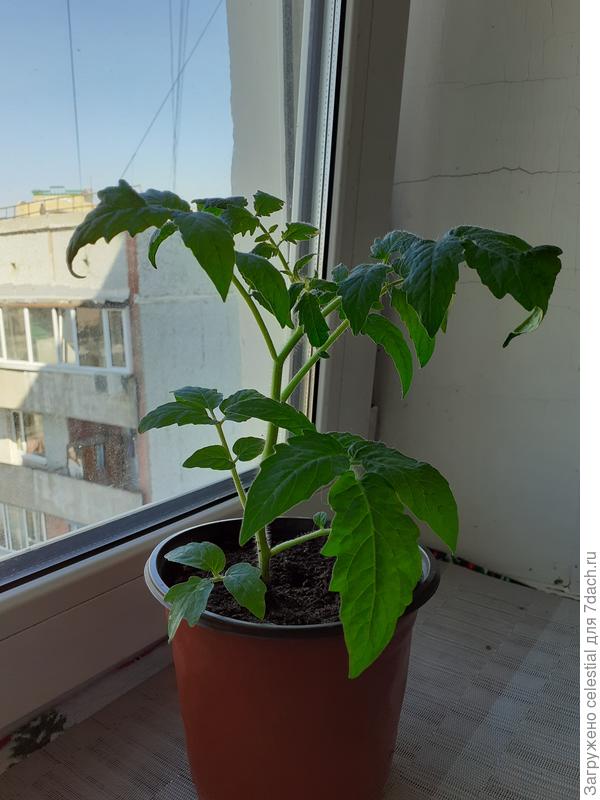 Монгольский карлик