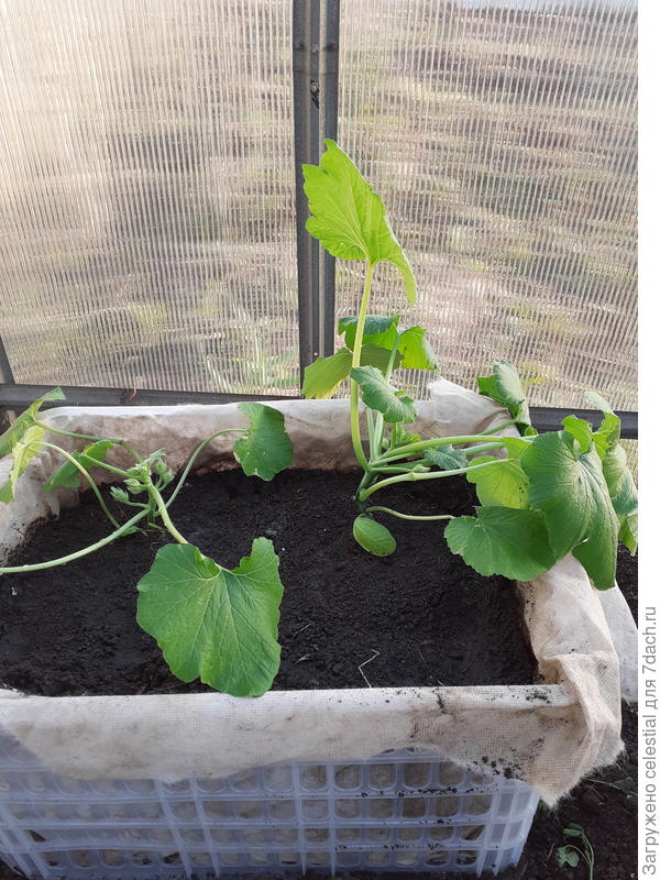 Кабачки Даша F1