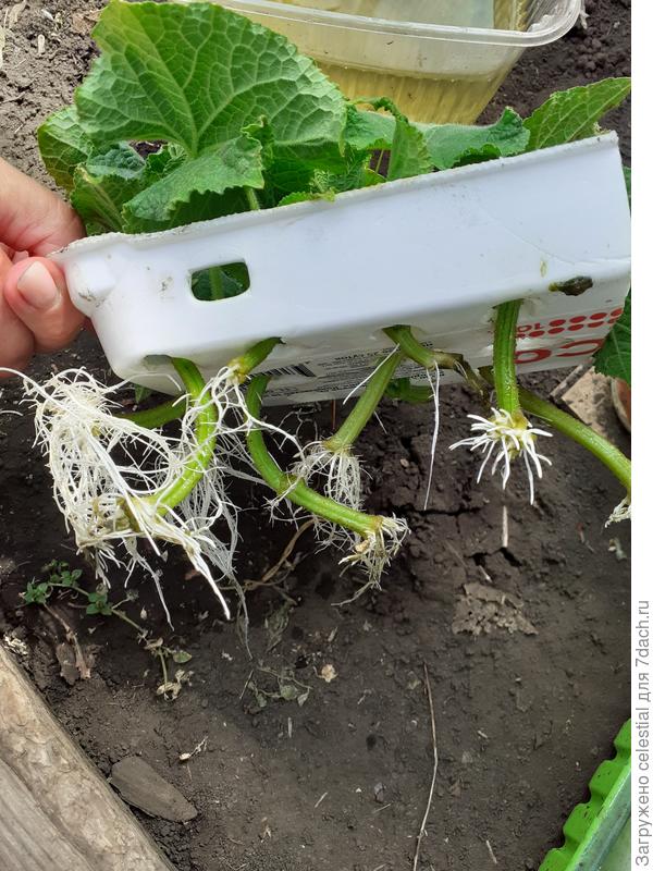 Пасынки огурчиков с корешками