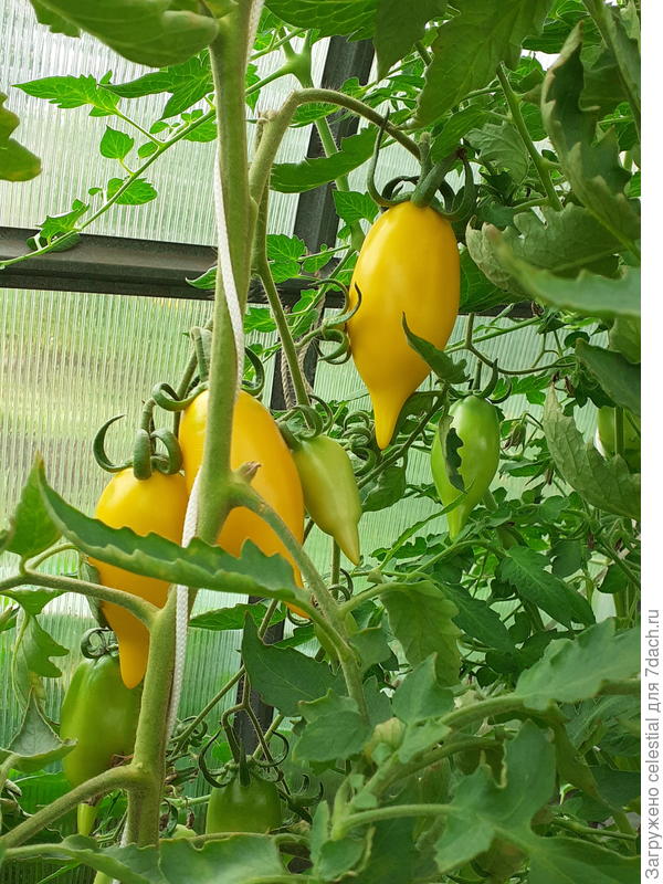 Золотой лимон