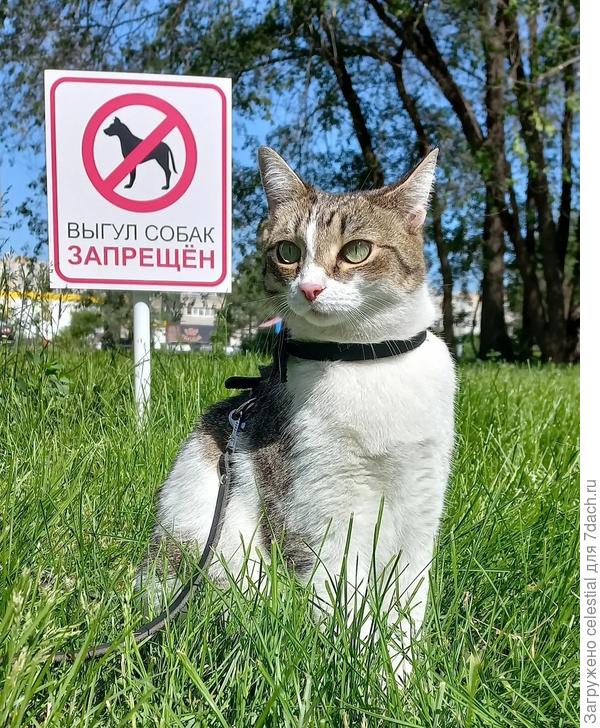 Наша Буся на прогулке