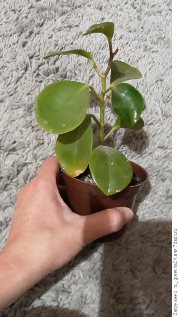 У вас такое же растение? Сама ищу название