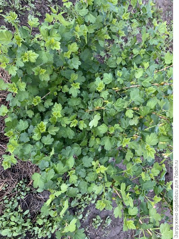 Крыжовник 1