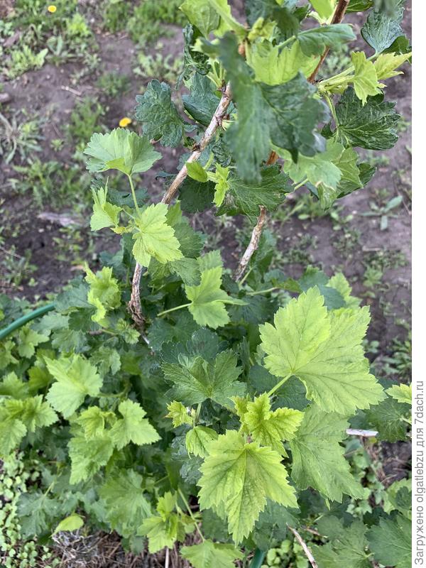 Крыжовник 2