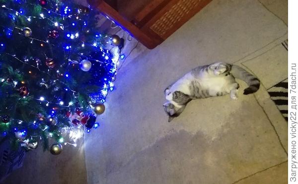 Я тоже к тебе не одна, с Вискасом ))) В ожидании Нового года)))