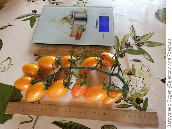 Примерная длина кисти Котя F1 на фоне линейки