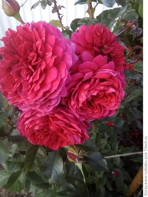 Моя красавица-Соул