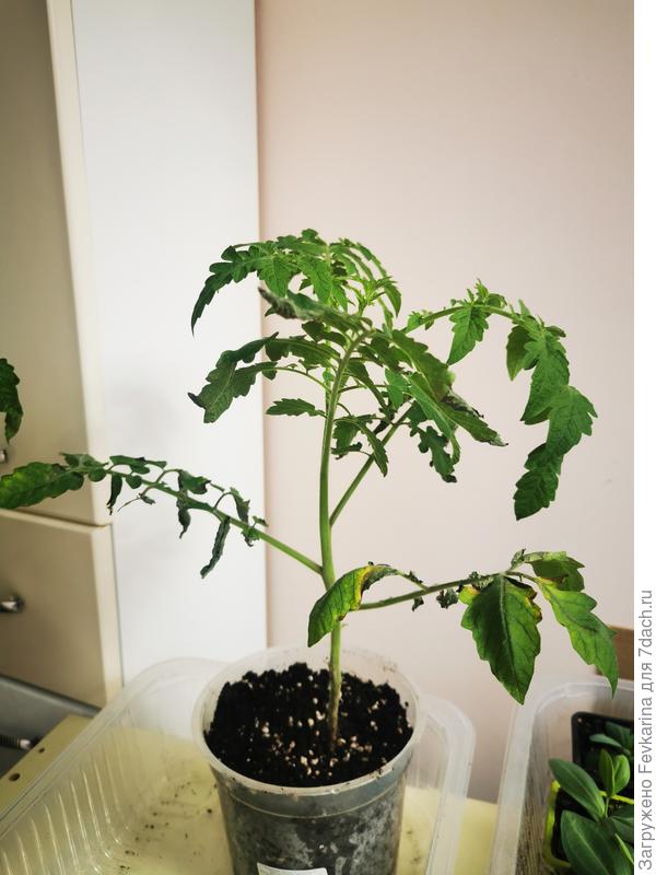 Пораженное растение