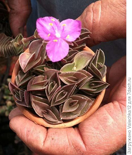 Tradescantia navicularis