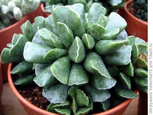 Adromischus cooperi