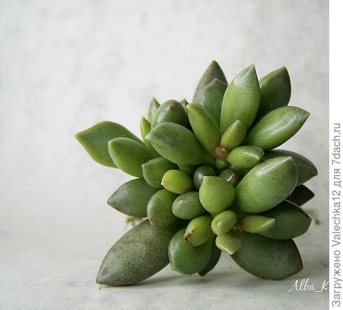 Adromischus schuldtianus