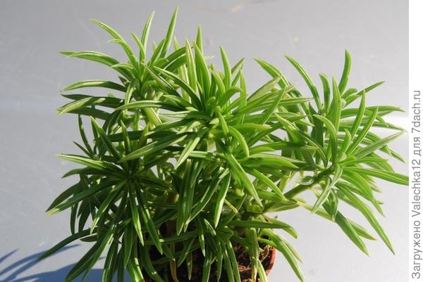 Peperomia ferreyrae
