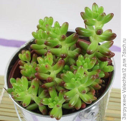 Sedum Rubrotinctum