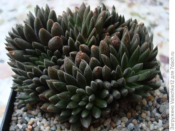 Sinocrassula yunnanensis