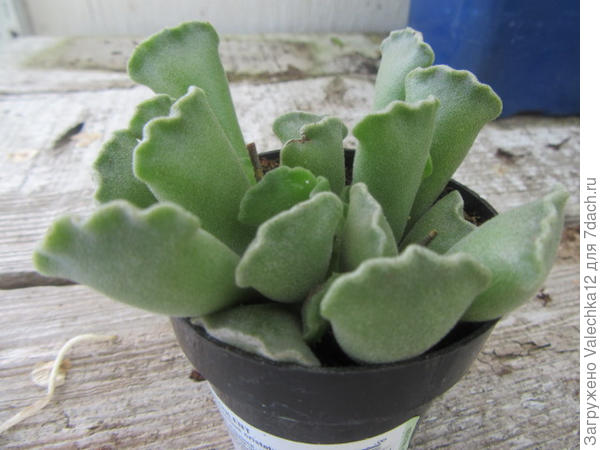 Adromischus cristatus