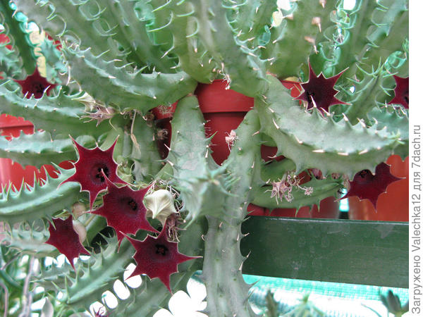 гуэрния кенийская