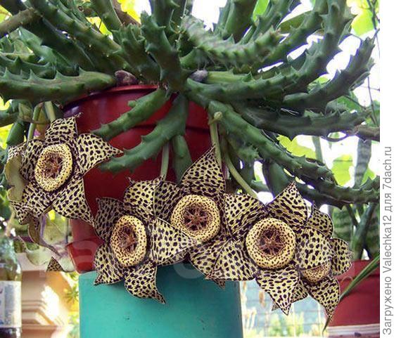 орбея пестрая (устар. стапелия пестрая).