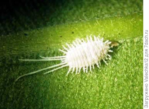 мучнистый червец