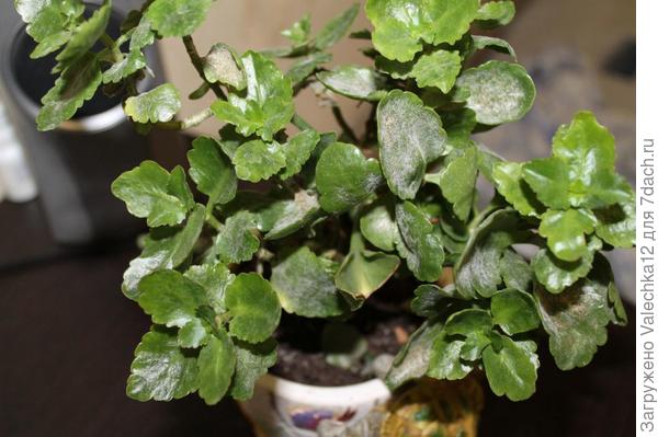 мучнистая роса