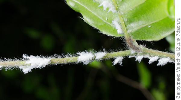 мучнистый червец