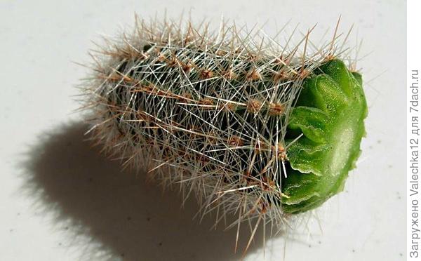 черенок кактуса с заточенным срезом