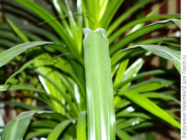 Лист пандануса